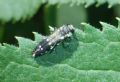 Agrilus ater